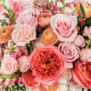 Overflowing with rich coral, blush, and soft peach blooms, Coral Crush is