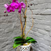 An open air ceramic pot houses this live mini phalaenopsis orchid plant