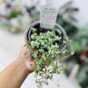 Light : Prefer bright indirect light
Water : watering when soil almost dried