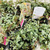 Light : Prefer bright indirect light
Water : watering when soil almost dried