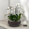 A high quality ten white orchids arrangement with a vase 14&quot; D