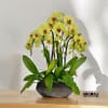 A high quality eight yellow orchids arrangement with a vase 14&quot; D