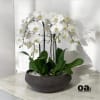 A high quality seven white orchids arrangement with a vase 14&quot; D