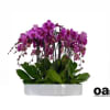 A high quality sixteen purple orchids arrangement with a vase 19.5&quot; D