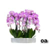A high quality sixteen pink orchids arrangement with a vase 19.5&quot; D