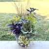 Mix of fall plants in an outdoor container.  Great for a
