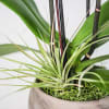 Astrid Pot arranged with Double Stem Phaleopnopsis Orchids (Comes in White or