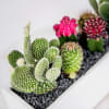 Long and Low Contemporary White Planter arranged with assorted cactus accented with