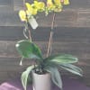 The flowers of the popular and beautiful phalaenopsis orchid plant are thought