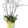 An elegant and long-lasting display of 4 double stem white Phalaenopsis orchid