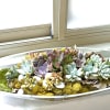  The image displays a vibrant succulent arrangement housed within a sleek