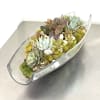  The image displays a vibrant succulent arrangement housed within a sleek