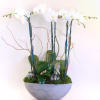 A beautiful arrangement of orchids for home, offices and restaurants. It includes