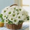 Standard: Beautiful arrangement with White Daisies, Chrysanthemums, Basket 8&quot;
Deluxe: Beautiful arrangement with