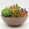Fine garden of mixes succulents ideal for a gift for all occasions.