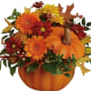 Pumpkin with Beautiful Gerberas-Daisy, Button Lexy Medium Bronze, Spicy Novelty Red-Bronze and