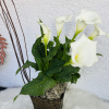 A graceful and long-lasting gift featuring beautiful white calla lilies in a