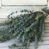 Always aromatic and often used to clear the sinuses, this large bunch