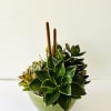 Everybody loves succulents! Send them to brighten up a new desk or