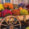 We have a Variety of fall colors in 3 different sizes 
8