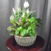 Large Ceramic pot of mixed greenery. Container colors will vary. 