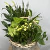 12&rdquo; basket with a timeless mix of lush green and blooming plants