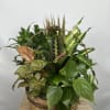 12&rdquo; basket with a timeless mix of lush green plants in a