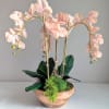 This handcrafted, one of a kind exquisite orchid dish garden features everlasting