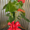 An easy care tropical plant that has Red blossoms 