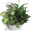 This low bowl filled with living plants will also carry comfort and