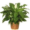 The Peace Lily is a popular choice in house plants, thriving in