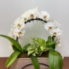 Elegant and lush, this arrangement combines the timeless beauty of white phalaenopsis