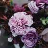 Lush, plush blooms in lavender roses and deep hues, a velvet embrace.