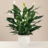 The Comfort Planter offers unspoken words of hope and peace during this