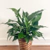 Peace lilies are a popular sympathy gift. We have them in two
