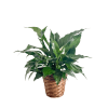 Peace lilies are a popular sympathy gift. We have them in two