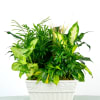 Larger and fuller, this garden evolves with the season. Our Francis Dish