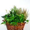 Elegantly designed with high-end greens, textures, and occasional blooms, this impressive garden