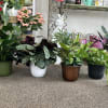 A lush green plant in a 6 inch wicker basket or upgraded