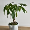 A 19-inch medium plant set in a simple white ceramic pot. Its