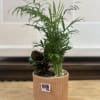 2 four inch plants planted in a terracotta pot. 