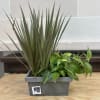 2 four inch plants planted in a rectangle textured pot. 