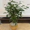 A 6&quot; ficus planted in a gold pot. 
