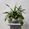 4 Green Plants in a Concrete Container.