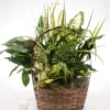 This rich garden of greenery is an exquisite gift that adds unique