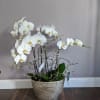 Two tall white orchid plants in a shimmer gold ceramic pot. 