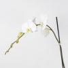Two tall white orchid plants in a shimmer gold ceramic pot. 