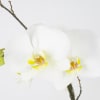 Two tall white orchid plants in a shimmer gold ceramic pot. 