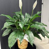 The Spathiphyllum, or Peace Lily, is a timeless symbol of tranquility and