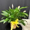 The Spathiphyllum, or Peace Lily, is a timeless symbol of tranquility and
